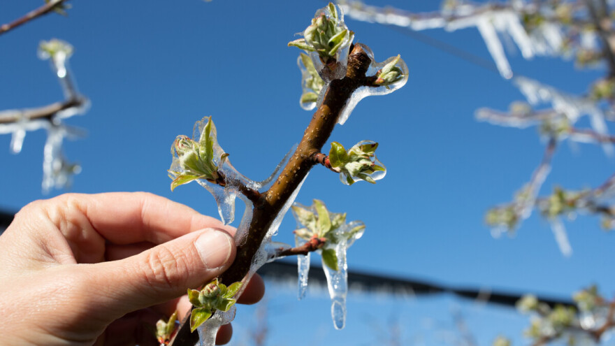 Pred voćarima su neizvesne noći, kako protiv mraza i najavljenih minusa?