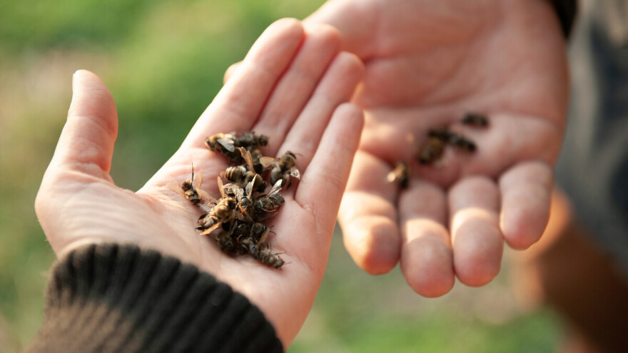 Pomor pčela u BiH: Značajni gubici društava širom države