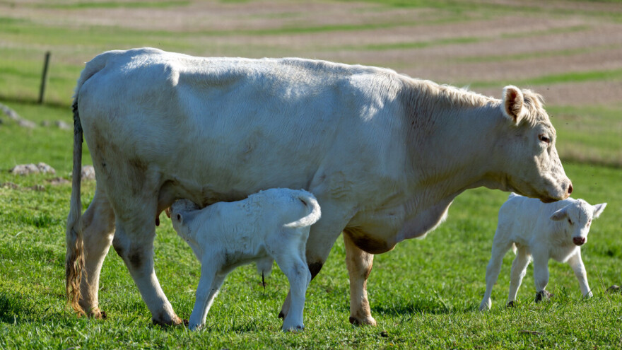 Mlijeko s A2 oznakom lakše je za probavu, a daju ga određene pasmine goveda?