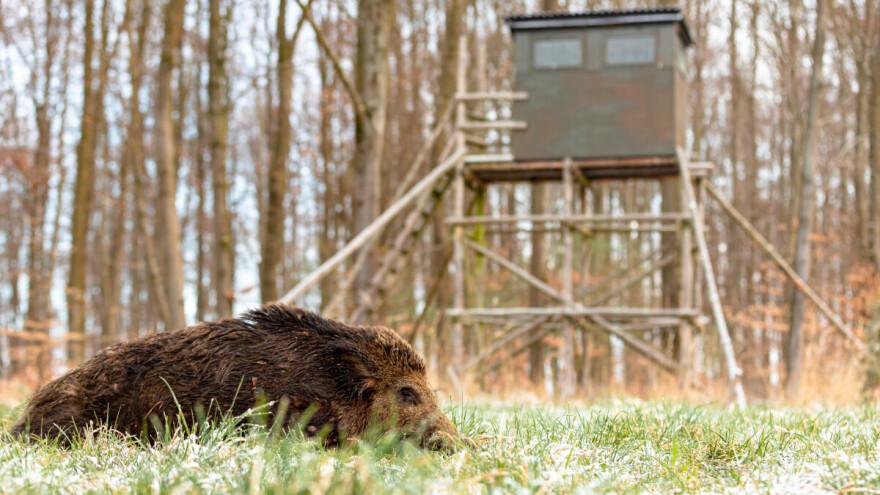 Unatoč afričkoj svinjskoj kugi, lani odstrijeljeno tek 2,3 posto više divljih svinja