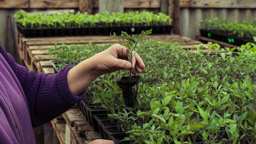Protiv najvećih prijetnji u proizvodnji presadnica - samo preventivom i zaštitom