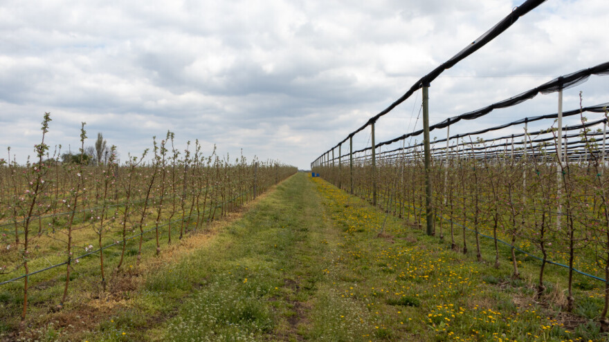 Glamočić: "Značajan broj zasada još uvek nema adekvatnu protivgradnu zaštitu"