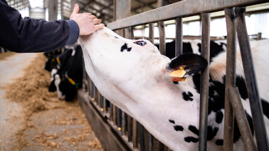 U pripremi novi zakon: Svaka klanica imaće zaposlenog odgovornog za dobrobit životinja