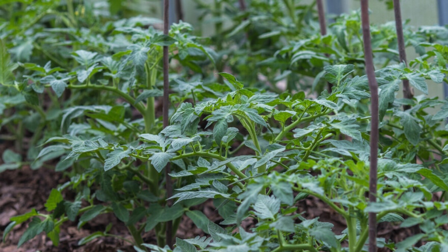 Zašto rajčica ne cvjeta?