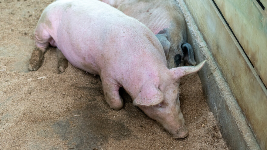 U Orašju nova pojava afričke svinjske kuge - tko ima pravo na isplatu nadoknade štete?