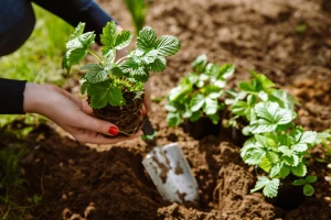 Šumska plantažna jagoda: Sadi se u jesen, a evo šta sve treba da znate o uzgoju