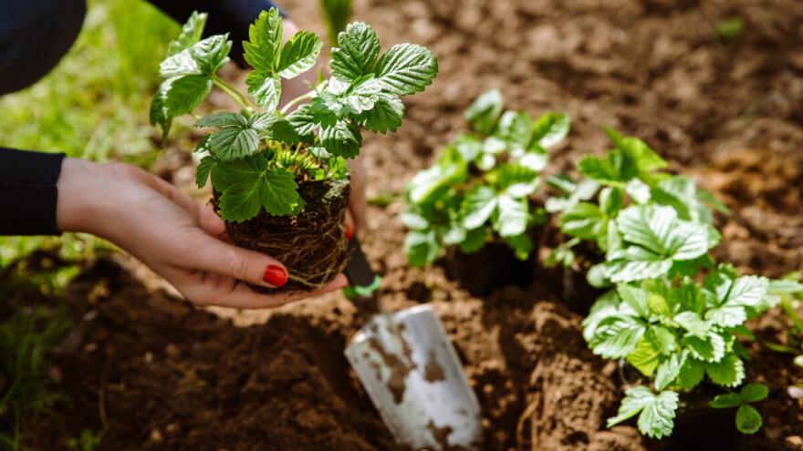 Šumska plantažna jagoda: Sadi se na jesen, a evo šta sve trebate znati o uzgoju