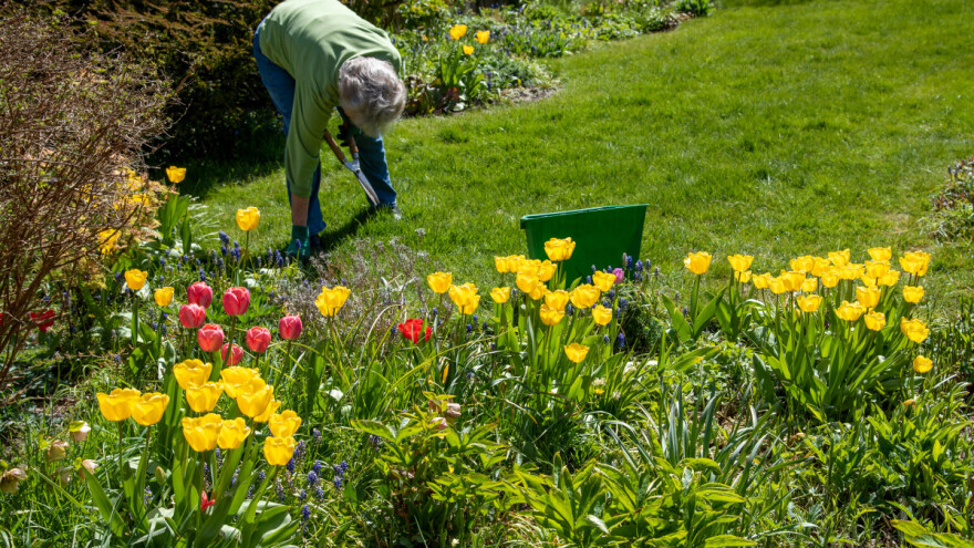 Tulipani cvjetaju ljepše, ako im na vrijeme "skinete glavu"
