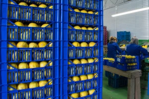 U FBiH lani više limuna i maslina, manje smokava i mandarina