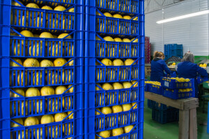 U FBiH lani više limuna i maslina, manje smokava i mandarina