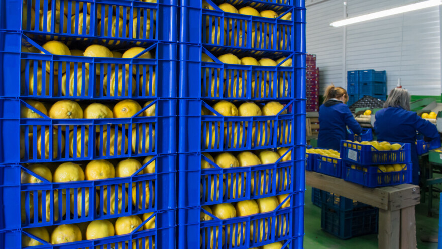 U FBiH lani više limuna i maslina, manje smokava i mandarina