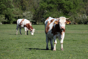 Podnesite zahtjev, osigurano 2,3 milijuna eura potpore uzgajivačima zbog izbijanja bedrenice