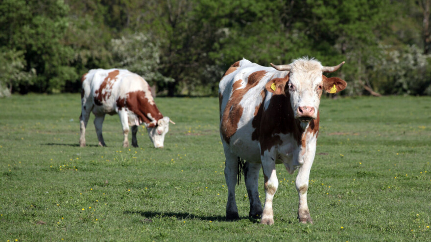 Podnesite zahtjev, osigurano 2,3 milijuna eura potpore uzgajivačima zbog izbijanja bedrenice