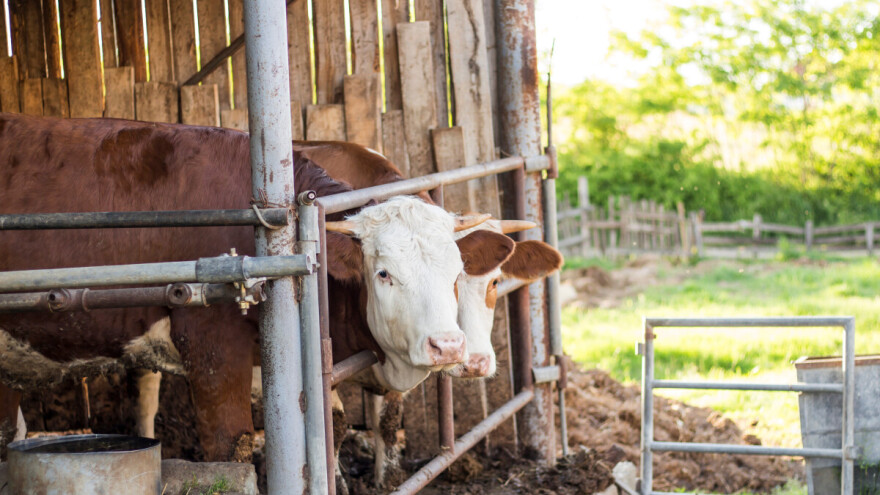Počela isplata podsticaja za tov i kvalitetna priplodna grla