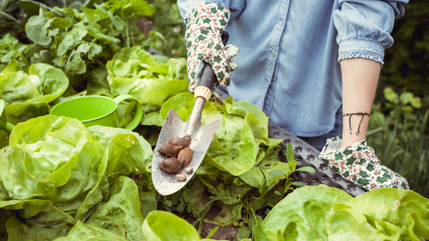 Ovu namirnicu sigurno imate kod kuće - pomaže u borbi protiv puževa golaća