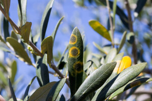 Maslinari, ne zaboravite zaštititi nasade nakon berbe: Evo kojim preparatima