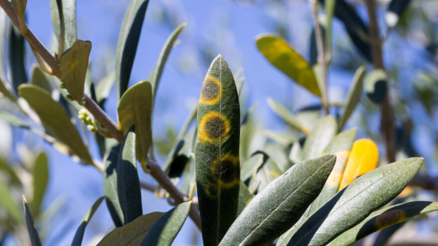 Maslinari, ne zaboravite zaštititi nasade nakon berbe: Evo kojim preparatima