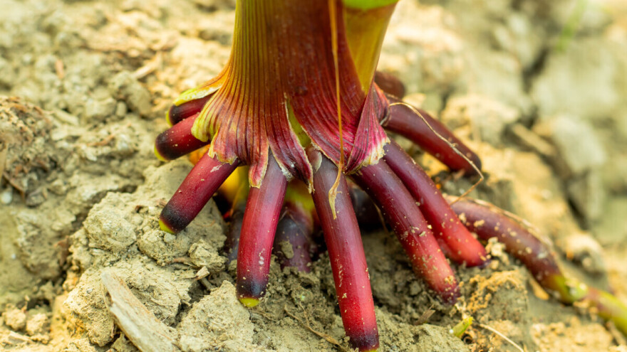 Stara sorta kukuruza nudi rešenje za ekološki i održiv uzgoj?