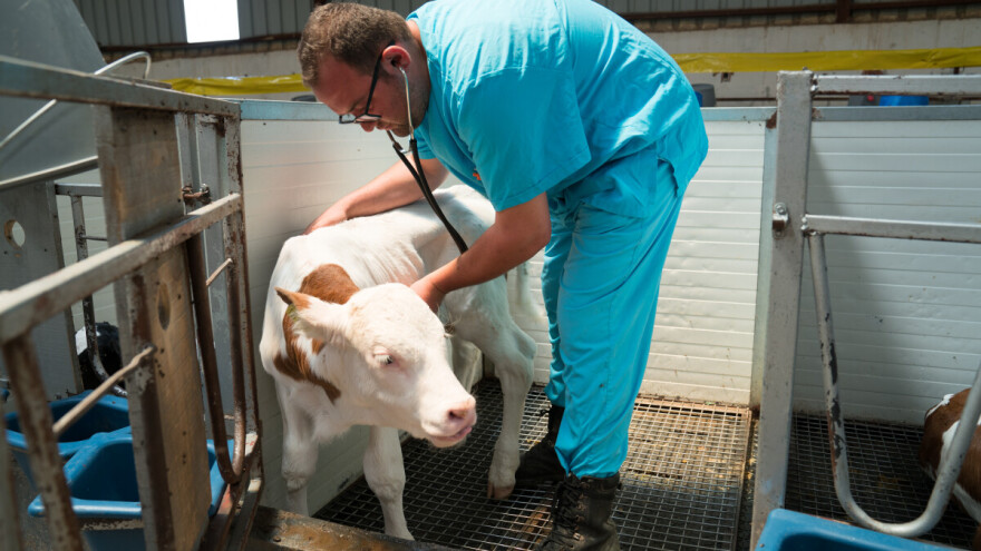 Afrička svinjska kuga, bolest kvrgave kože i kuga malih preživača - gdje smo sa zarazom?