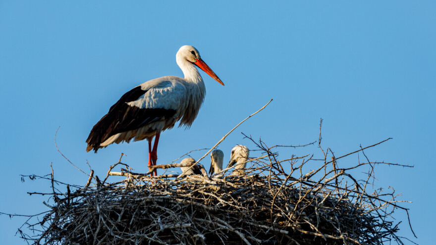 Zašto stoji na jednoj nozi i šta znači kada svije gnezdo na kući poljoprivrednika?