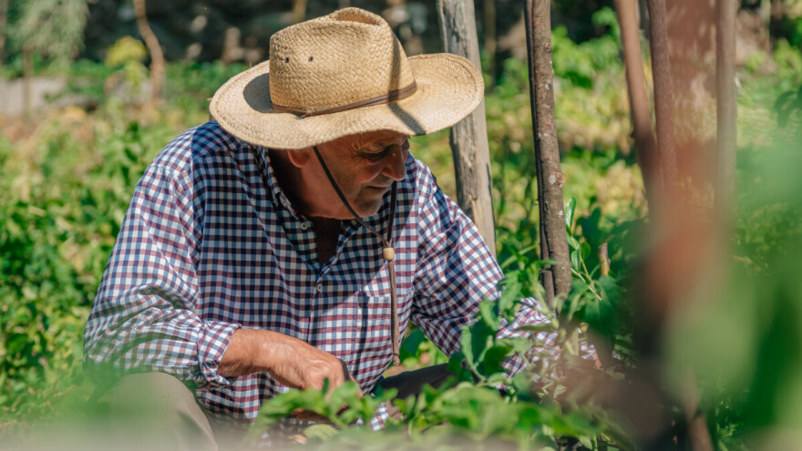 Poljoprivrednici, prilagodite radne sate: Vreli talas zahvatio BiH, do kada će trajati?