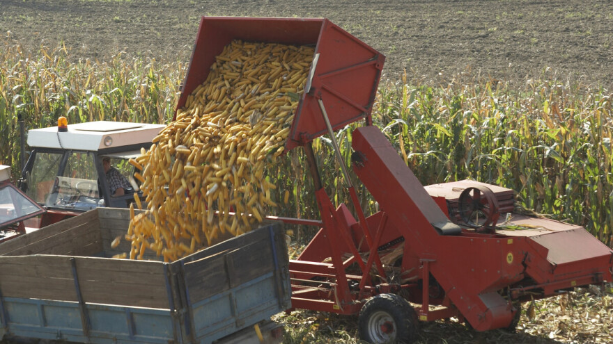 Suša odradila svoje: Počela berba kukuruza, "štete će vagati" na njivi
