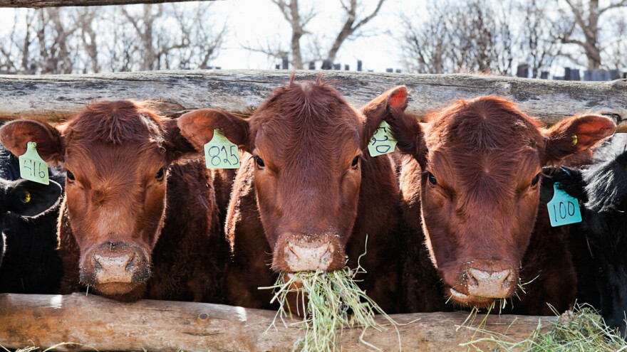 Zašto u Federaciji BiH nema uzgojno selekcijskog rada?