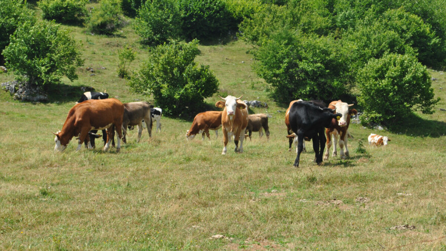 Spašeno više od 200 grla stoke na Staroj planini