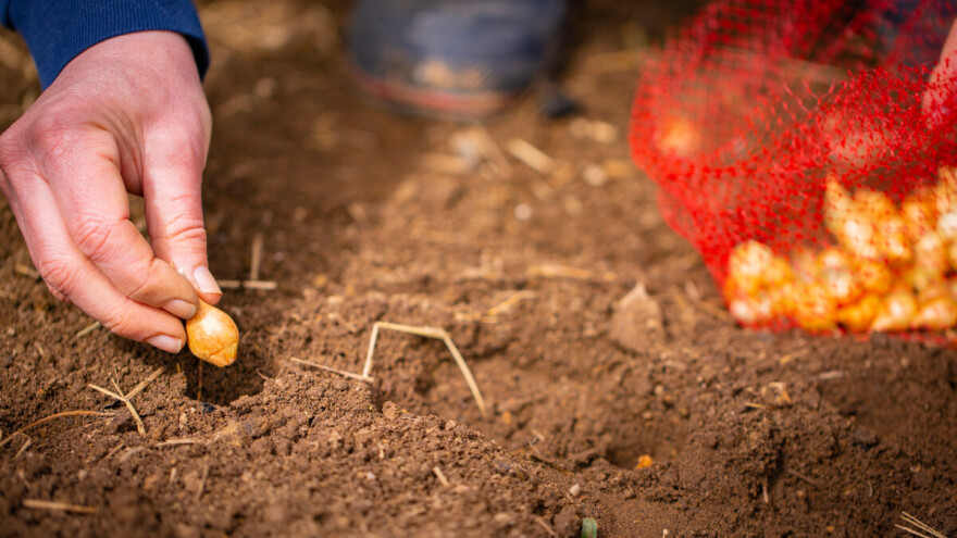 Do kada se u jesen može saditi luk?