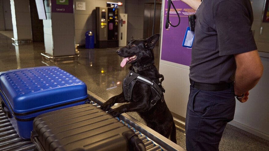 Bizaran slučaj u Doveru: Pokušali prokrijumčariti svinju u putnom koferu?!