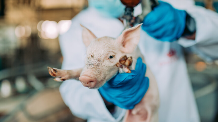 U pripremi je izmjena Naredbe o mjerama kontrole za suzbijanje afričke svinjske kuge