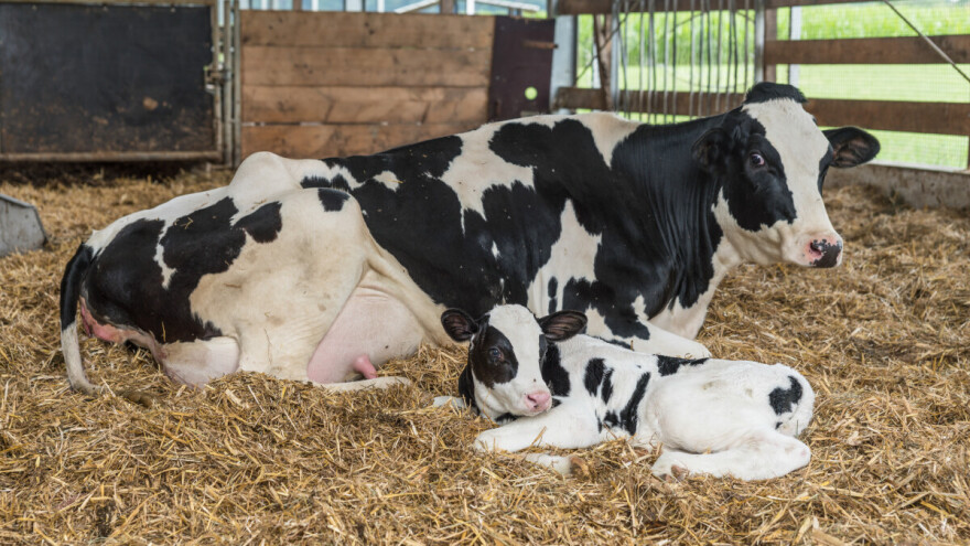 Vitamin B3 u hranidbi goveda - kome ga dodavati u hranu?