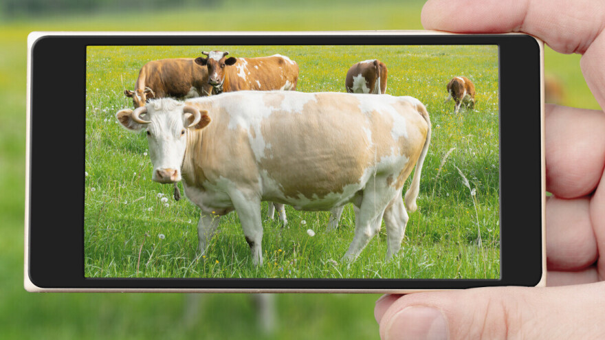 Američki farmeri važu goveda putem pametnog telefona