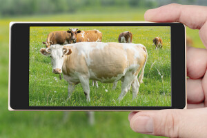 Američki farmeri vagaju goveda putem pametnog telefona