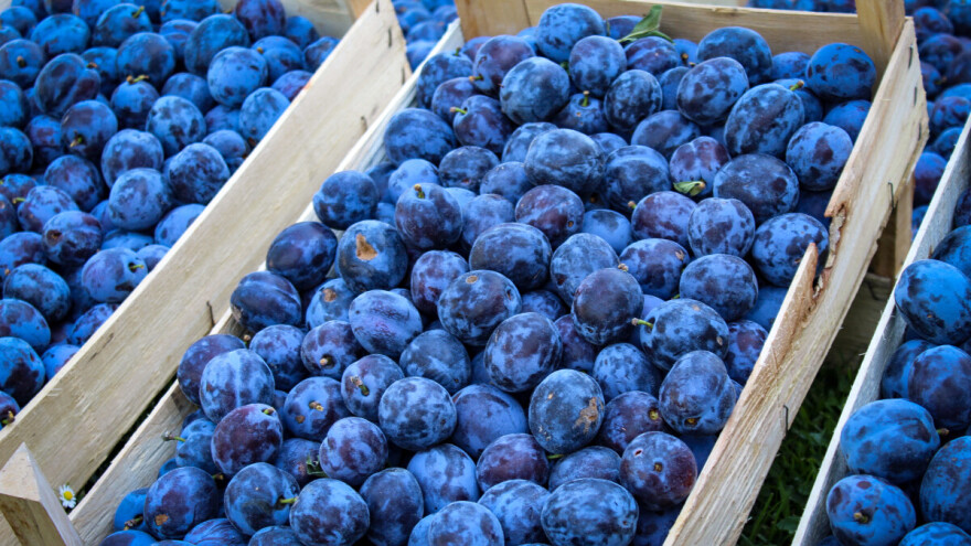 Pošiljka šljiva iz Srbije povučena sa slovenačkog tržišta