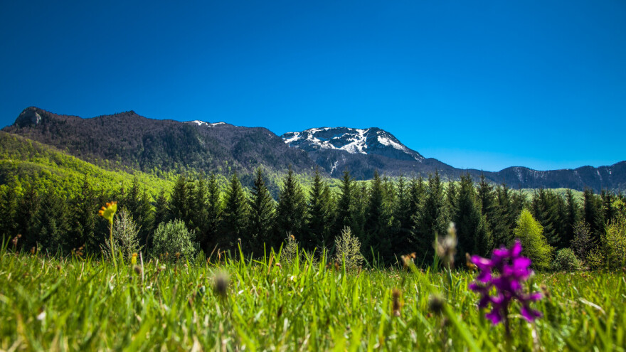 Umjesto čestitke, dajte nam zakon: Svjetski je dan šuma!