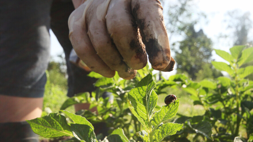 Ko je rano posijao krompir, neka dobro gleda: Plamenjača se širi, zlatica polaže jaja