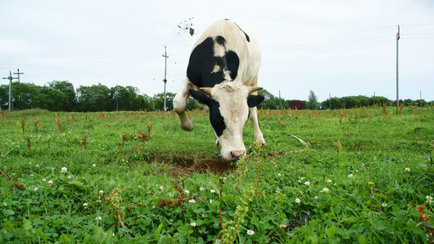 Oprezno na pašnjacima i livadama: Evo 5 savjeta kako izbjeći napad goveda