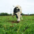 Oprezno na pašnjacima i livadama: Evo 5 savjeta kako izbjeći napad goveda