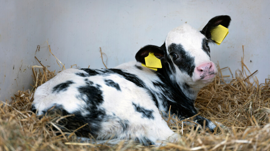 Australijsko "divovsko tele" otvorilo raspravu o genetici i dobrobiti životinja