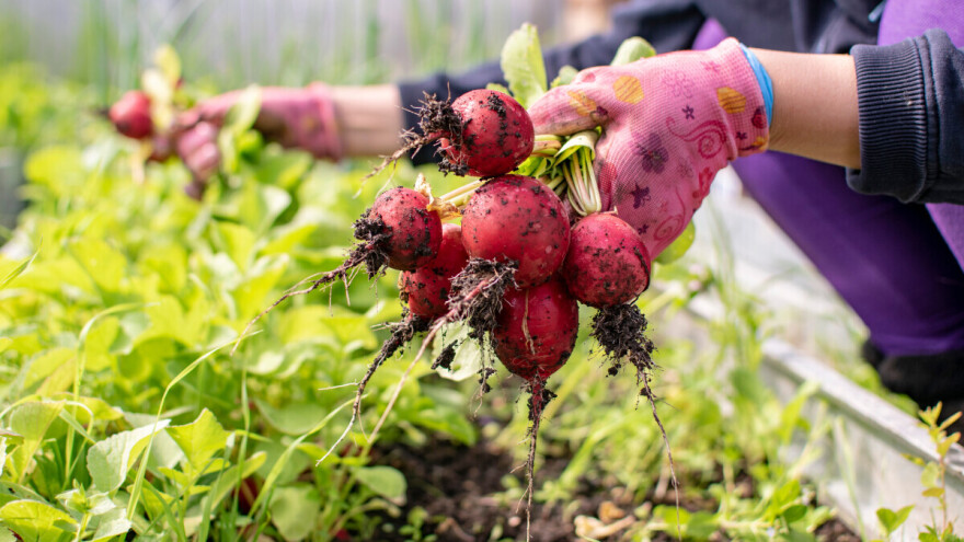 Plodovi za mjesec na stolu: Uzgoj rotkvice u plasteniku tijekom zime