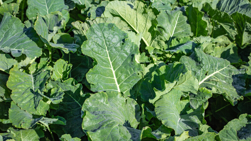 Planirate jesenju sjetvu stočnog kelja? Evo šta treba da znate