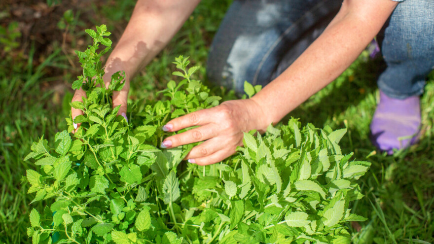Kako koristiti nanu iz bašte? Evo 4 prijedloga