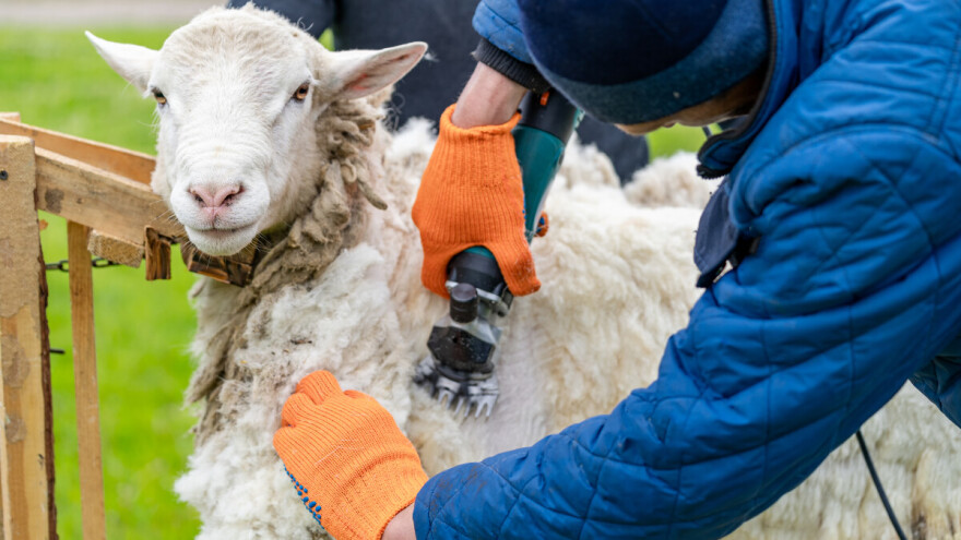 U valjevskom kraju godišnje se proizvede 120 tona ovčije vune. Najčešće se uništava
