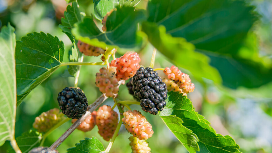 Dud - gotovo zaboravljeno voće