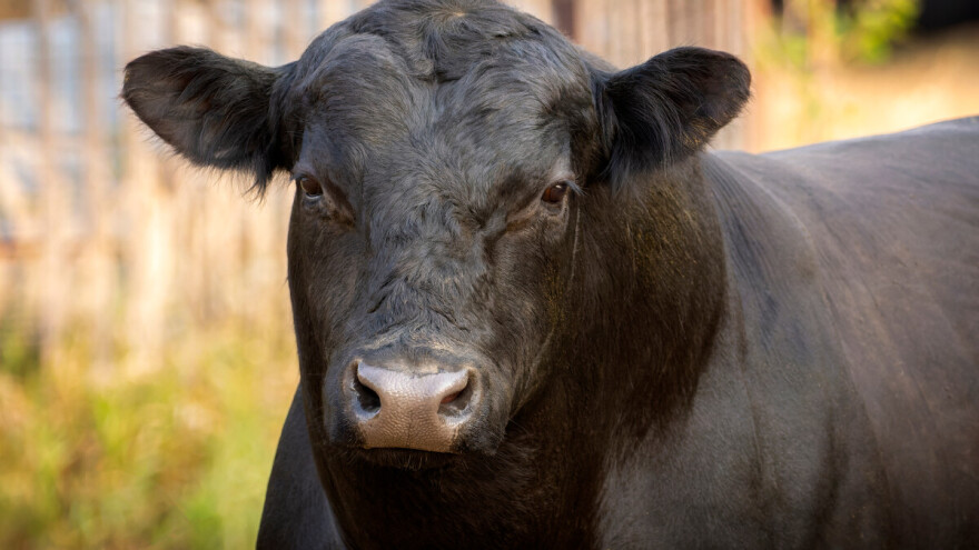 Mladi bik Ferdinand pobjegao sa sajma - traže ga četvrti dan
