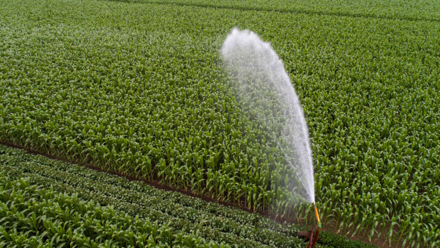 Potrebe okopavina za vodom - kako i koliko navodnjavati?