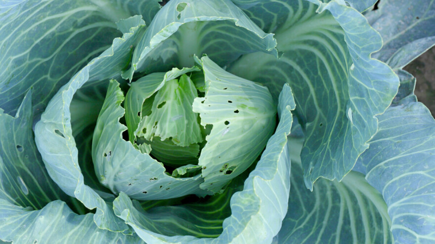 Toplo i suvo vreme pogoduje širenju štetočina u kupusu