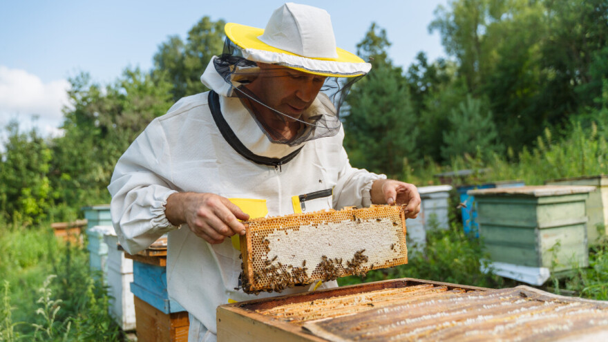 Objavljen javni poziv za pčelare: Hiljadu dinara po košnici