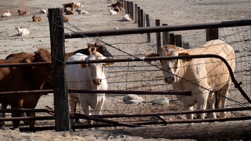 Pomor goveda u Kaliforniji zbog ptičje gripe, Španija sprječava širenje druge bolesti